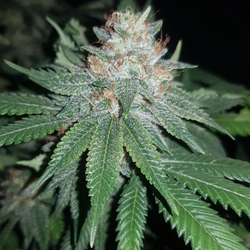 Euforia Special - odrůda marihuany, semena konopí