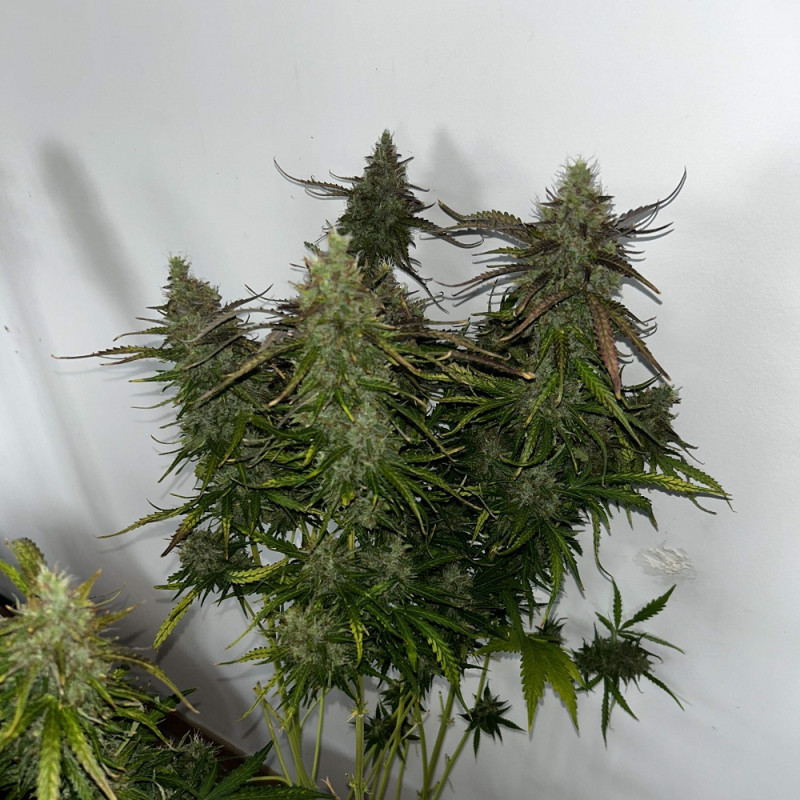 Skunk - odrůda marihuany, semena konopí