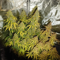 Durban Poison - odrůda marihuany, semena konopí