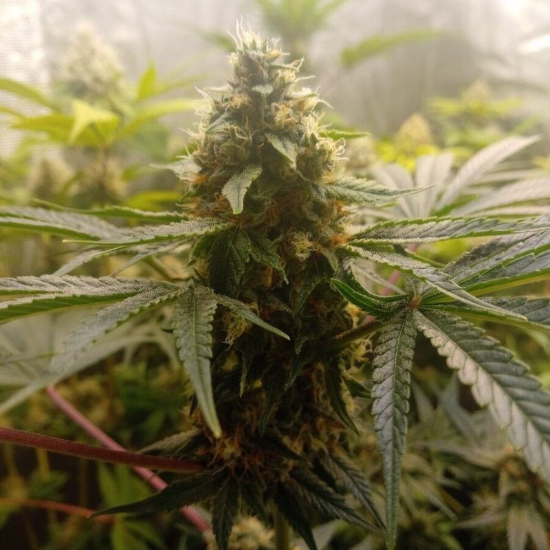 Critical Mass - odrůda marihuany, semena konopí