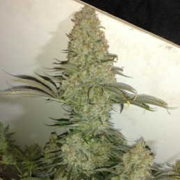 Critical - odrůda marihuany, semena konopí