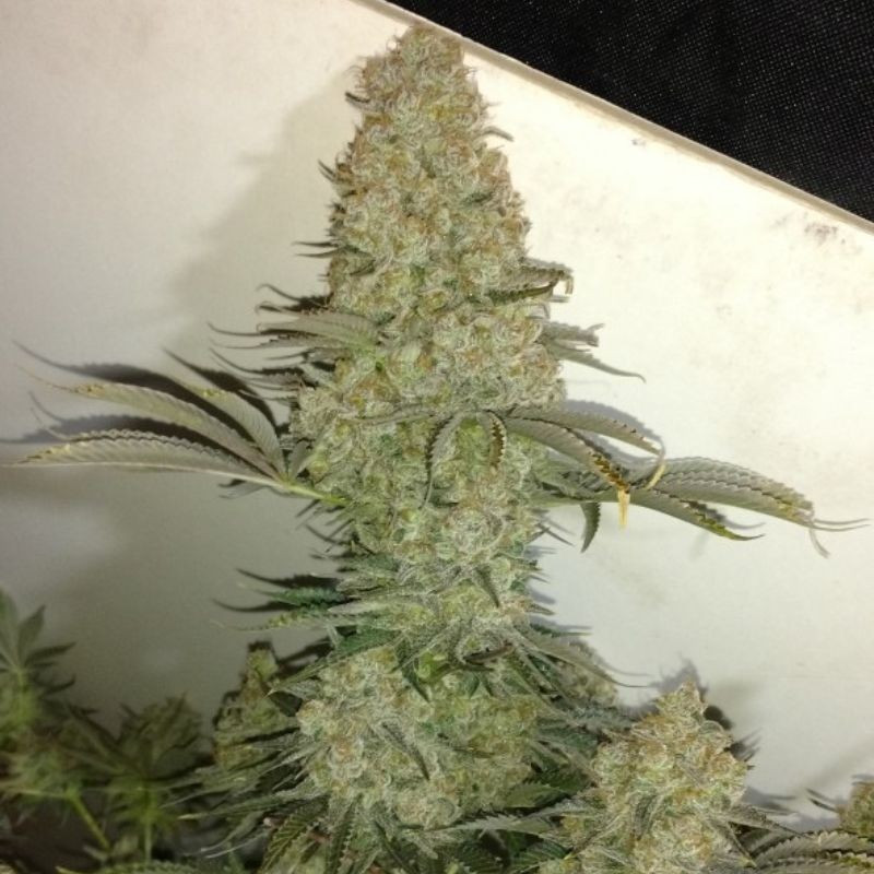 Critical - odrůda marihuany, semena konopí