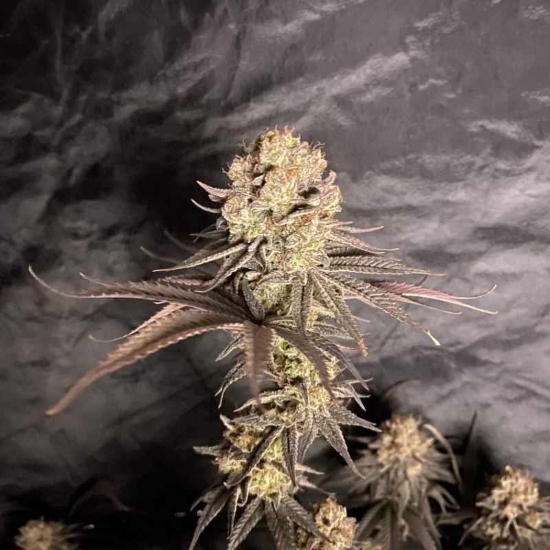 RoboCop - odrůda marihuany, semena konopí