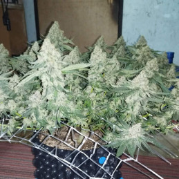 Coffee Ryder - odrůda marihuany, semena konopí