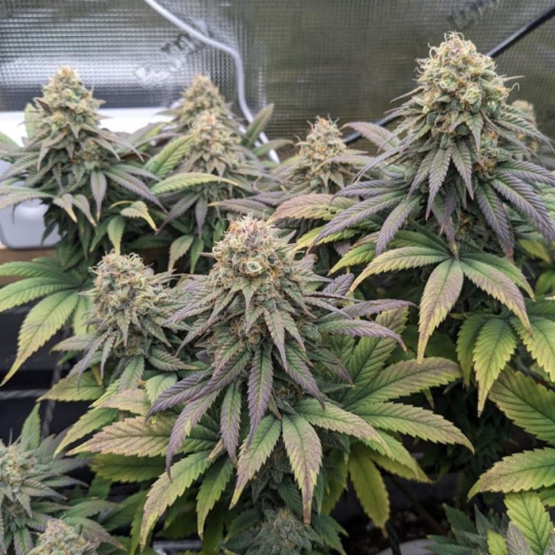 Cheese - odrůda marihuany, semena konopí