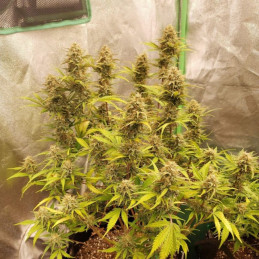 Caramel - odrůda marihuany, semena konopí
