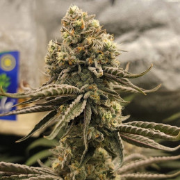 Bruce Banner - odrůda marihuany, semena konopí