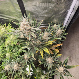 Banana Flower - odrůda marihuany, semena konopí