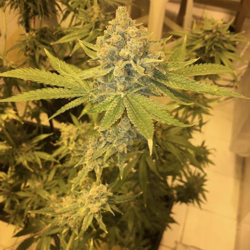 AK 47 - odrůda marihuany, semena konopí