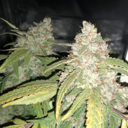 Afghan Kush - odrůda marihuany, semena konopí