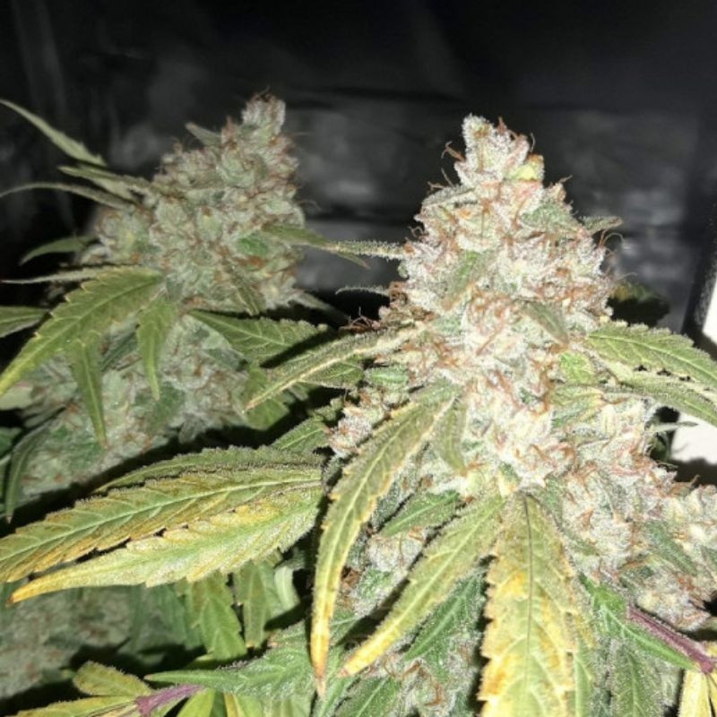 Afghan Kush - odrůda marihuany, semena konopí