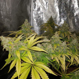 OG Kush - odrůda marihuany, semena konopí