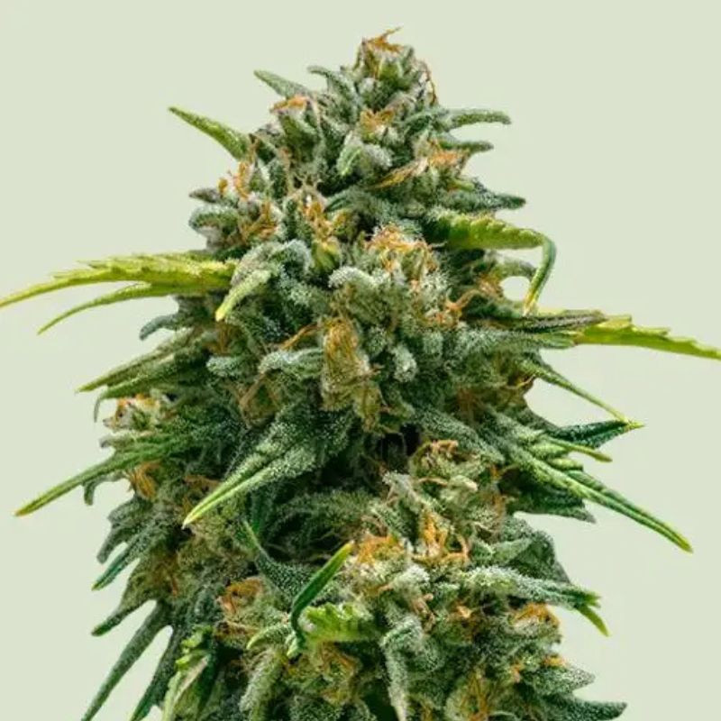 Sweet Skunk Auto - semena konopí