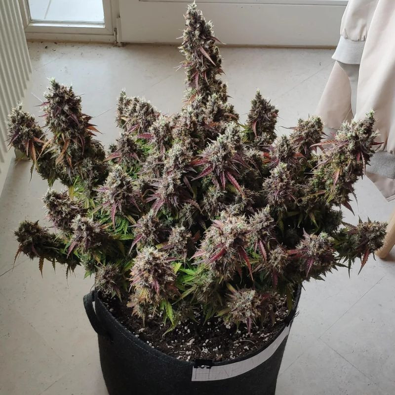 Royal Gorilla Automatic - automatická semena konopí