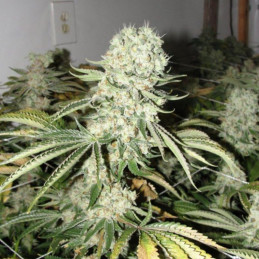 Sweet Skunk F1 Fast Version