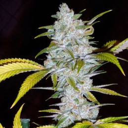 Blueberry x Mazar Auto