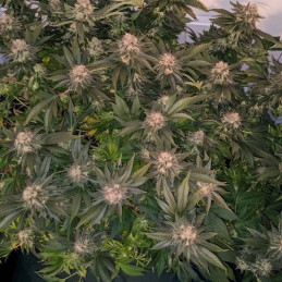 Blackberry Moonrocks