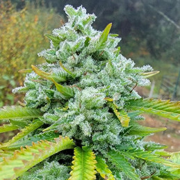 semena konopí White Widow Haze