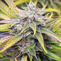 Stress Killer Automatic CBD