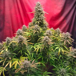 Strawberry Banana Auto