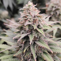 Blueberry Cheesecake