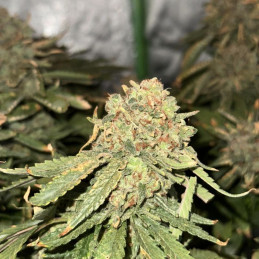 Super Lemon Haze Auto CBD