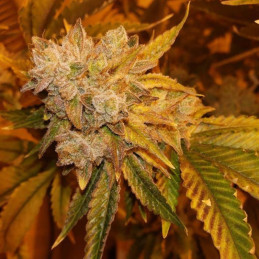 Super Auto Lemon Haze