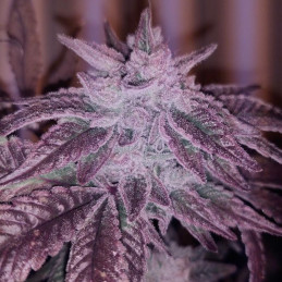 Pink Kush CBD 30:1 Auto