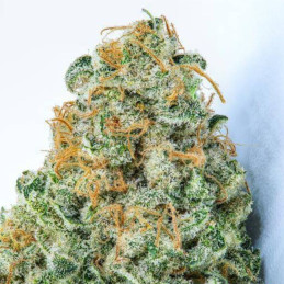 White Strawberry Skunk