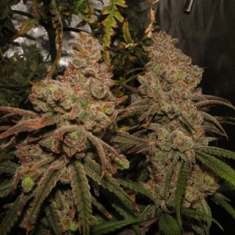 Chem Beyond Diesel CBD