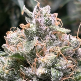 Mazar X Great White Shark