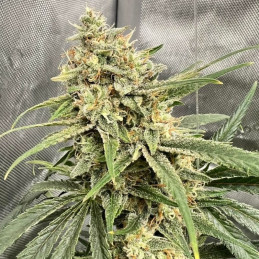 Semena marihuany Haze THCV