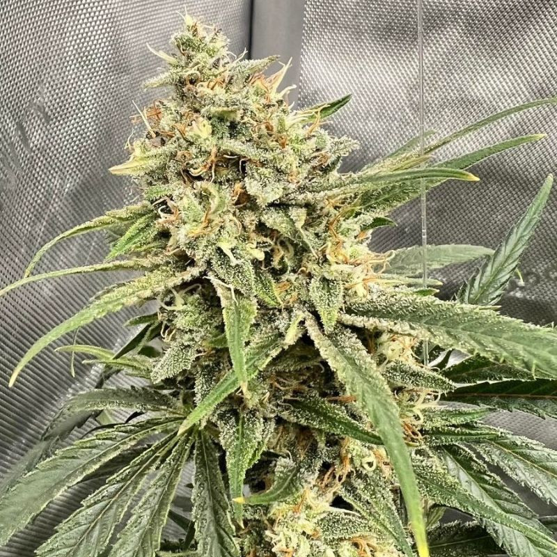 Semena marihuany Haze THCV