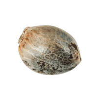 Nejlepší semena konopí