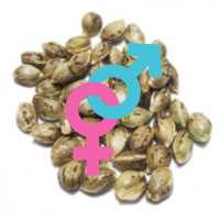 Regulérní Semena Marihuany