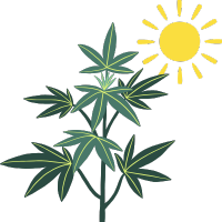 Semena konopí pro pěstování venku (Outdoor)