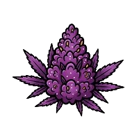 Fialové odrůdy konopí