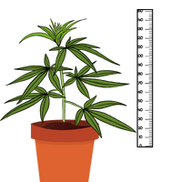 Nízké odrůdy konopí