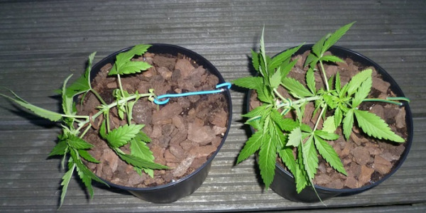 Nízkostresový trénink konopí (LST) – Jak ho provést?