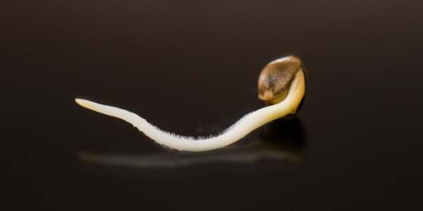 Jak naklíčit semena konopí? kompletní průvodce