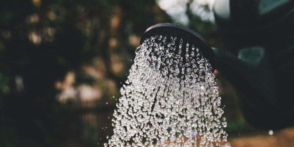 Jak dávkovat hnojiva při pěstování konopí?