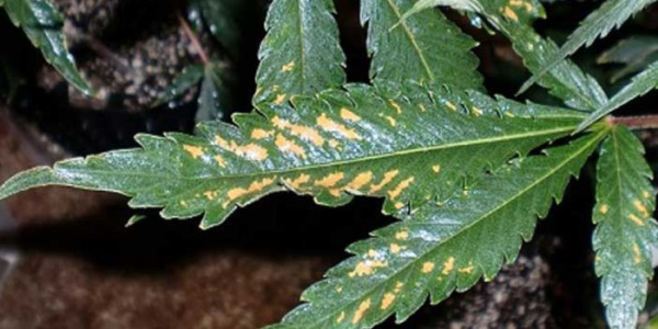 Nedostatky a nadbytek živin při pěstování konopí – Průvodce