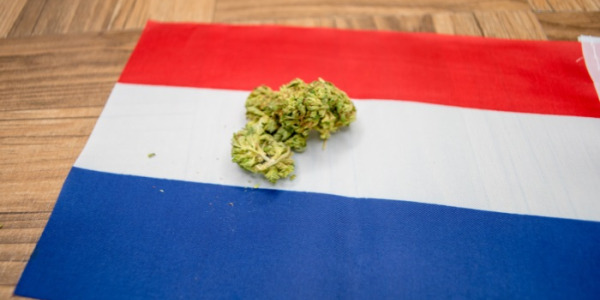 Jaké jsou ceny marihuany v Nizozemsku?