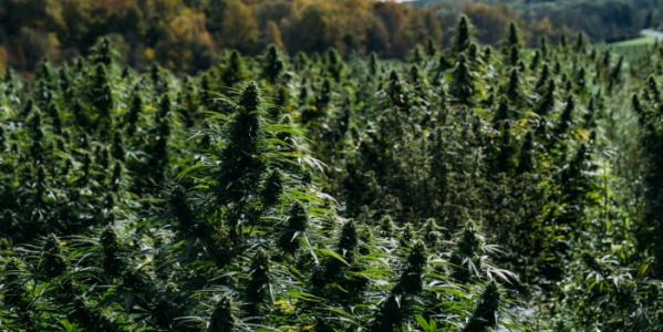 Jaké vybrat samonakvétací odrůdy konopí?