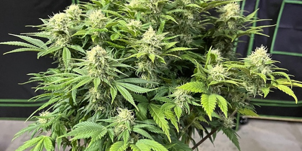 Co jsou samonakvétací semena marihuany?