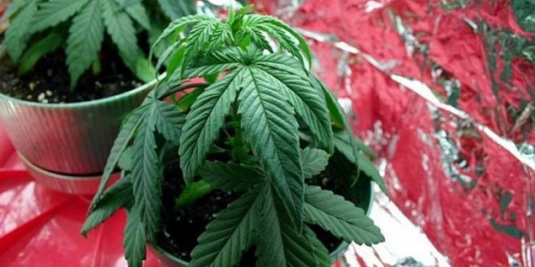 Nadbytek nebo nedostatek vody při pěstování marihuany