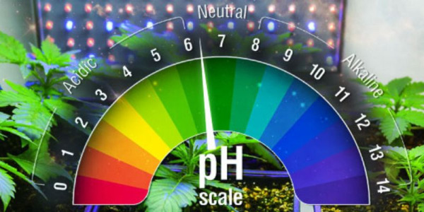 Porozumění pH a jeho role při pěstování rostlin konopí