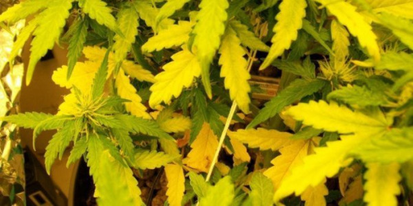 Žluté listy konopí – co znamenají? příčiny a způsoby léčby