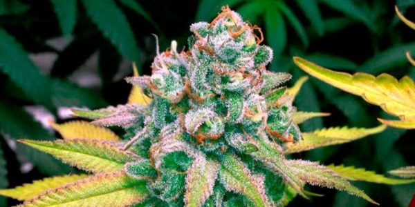 Kdy zahájit fázi kvetení konopí?