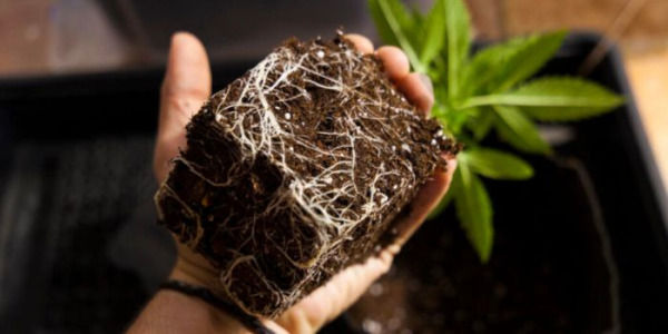 Kdy a jak správně přesazovat sazenice konopí?